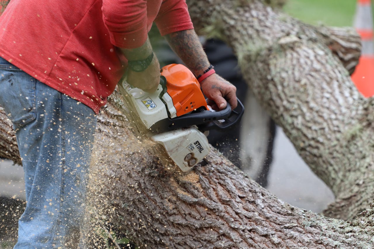 Arborist SEO: The Complete Guide to Ranking Your Tree Care Business